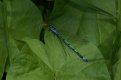 Dragonflies and Damselflies: Azure Damselfly - male (Coenagrion puella)